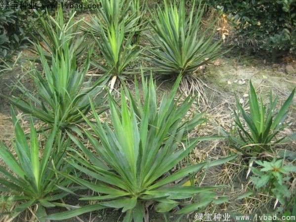 劍麻<a href='http://www.zishuwang.com.cn/' target='_blank'>種子</a>