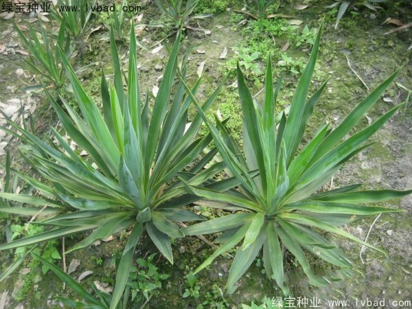 劍麻<a href='http://www.zishuwang.com.cn/' target='_blank'>種子</a>