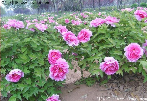 <a href='http://www.zishuwang.com.cn/linmuzhongzi/1785.html' target='_blank'>牡丹種子</a>