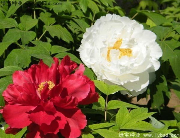 牡丹<a href='http://www.zishuwang.com.cn/' target='_blank'>種子</a>