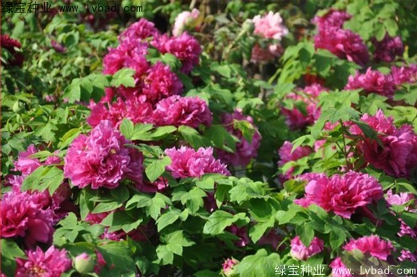 <a href='http://www.zishuwang.com.cn/linmuzhongzi/1785.html' target='_blank'>牡丹種子</a>