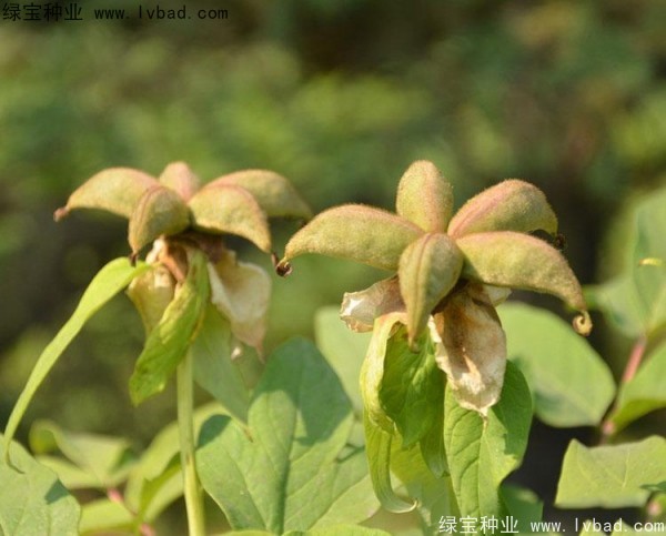 牡丹<a href='http://www.zishuwang.com.cn/' target='_blank'>種子</a>