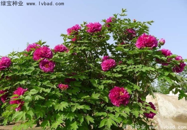 <a href='http://www.zishuwang.com.cn/linmuzhongzi/1785.html' target='_blank'>牡丹種子</a>