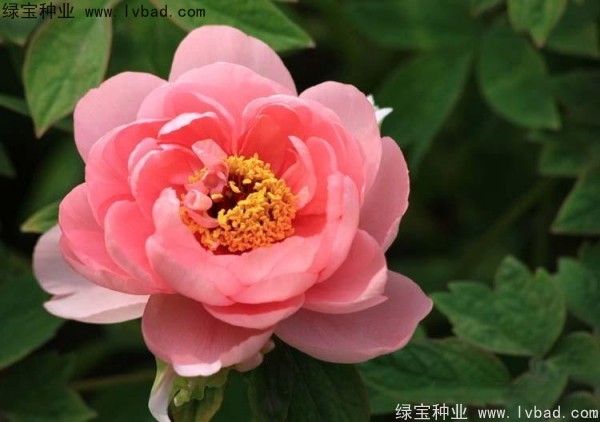 牡丹<a href='http://www.zishuwang.com.cn/' target='_blank'>種子</a>