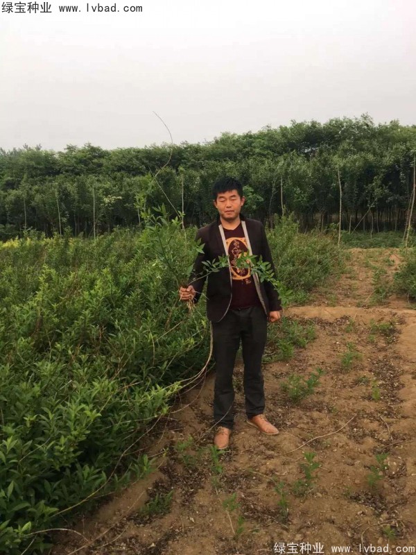 <a href='http://www.zishuwang.com.cn/linmuzhongzi/1787.html' target='_blank'>連翹種子</a>