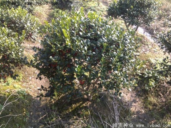 <a href='http://www.zishuwang.com.cn/linmuzhongzi/1797.html' target='_blank'>枸骨</a><a href='http://www.zishuwang.com.cn/' target='_blank'>種子</a>