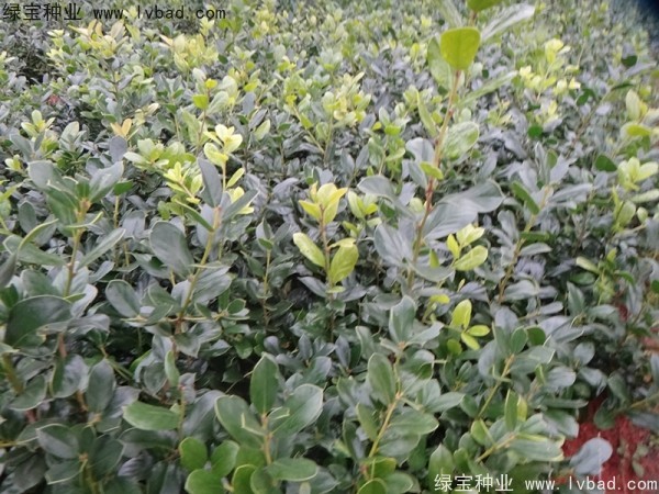 <a href='http://www.zishuwang.com.cn/linmuzhongzi/1797.html' target='_blank'>枸骨種子</a>