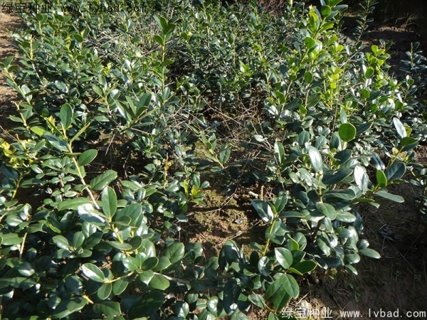 枸骨<a href='http://www.zishuwang.com.cn/' target='_blank'>種子</a>