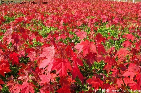 美國(guó)<a href='http://www.zishuwang.com.cn/linmuzhongzi/1706.html' target='_blank'>紅楓種子</a>