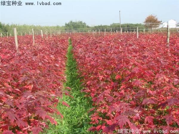 <a href='http://www.zishuwang.com.cn/linmuzhongzi/1798.html' target='_blank'>美國(guó)紅楓</a><a href='http://www.zishuwang.com.cn/' target='_blank'>種子</a>