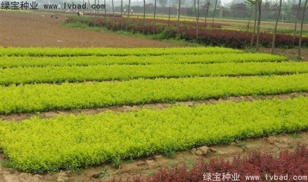 <a href='http://www.zishuwang.com.cn/linmuzhongzi/1804.html' target='_blank'>金葉女貞種子</a>