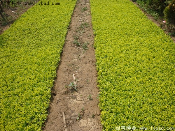 <a href='http://www.zishuwang.com.cn/linmuzhongzi/1804.html' target='_blank'>金葉女貞</a><a href='http://www.zishuwang.com.cn/' target='_blank'>種子</a>