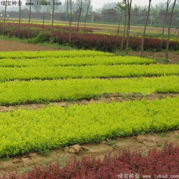 <a href='http://www.zishuwang.com.cn/linmuzhongzi/1804.html' target='_blank'>金葉女貞種子</a>