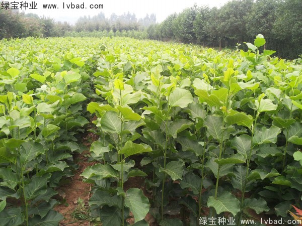 <a href='http://www.zishuwang.com.cn/linmuzhongzi/1813.html' target='_blank'>玉蘭種子</a>