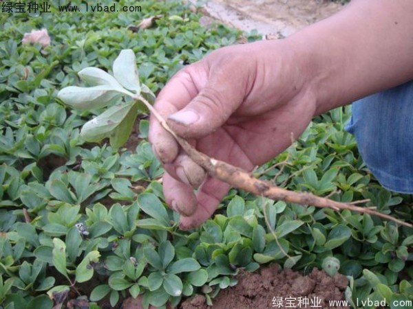 <a href='http://www.zishuwang.com.cn/linmuzhongzi/1830.html' target='_blank'>芍藥種子</a>