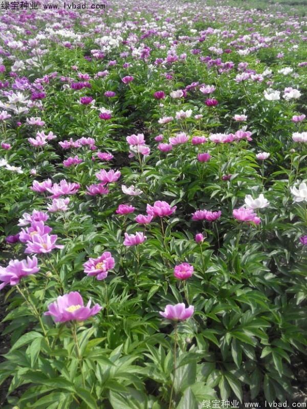 <a href='http://www.zishuwang.com.cn/linmuzhongzi/1830.html' target='_blank'>芍藥種子</a>