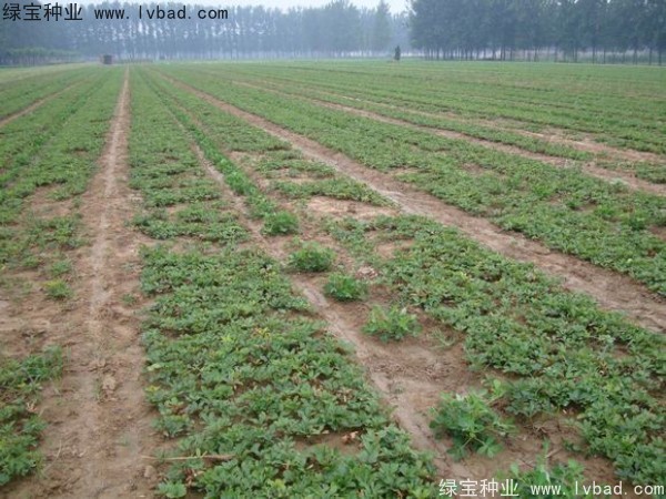 <a href='http://www.zishuwang.com.cn/linmuzhongzi/1830.html' target='_blank'>芍藥種子</a>