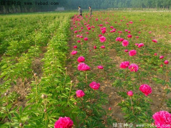 芍藥<a href='http://www.zishuwang.com.cn/' target='_blank'>種子</a>