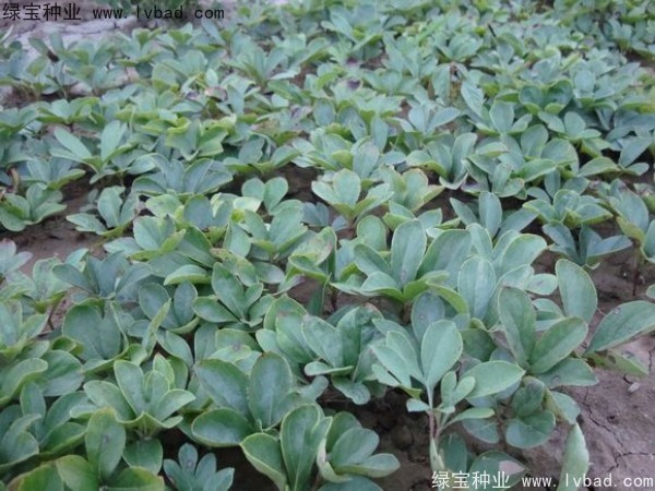芍藥<a href='http://www.zishuwang.com.cn/' target='_blank'>種子</a>