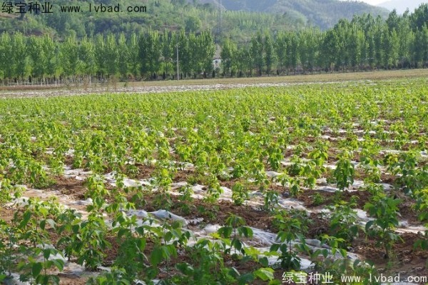 復(fù)葉槭<a href='http://www.zishuwang.com.cn/' target='_blank'>種子</a>