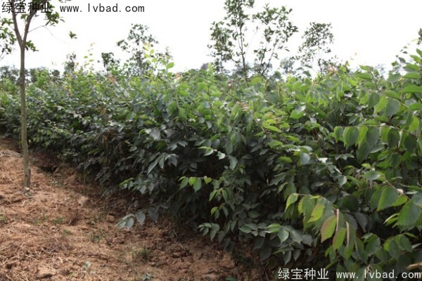 <a href='http://www.zishuwang.com.cn/linmuzhongzi/1844.html' target='_blank'>櫸樹</a><a href='http://www.zishuwang.com.cn/' target='_blank'>種子</a>