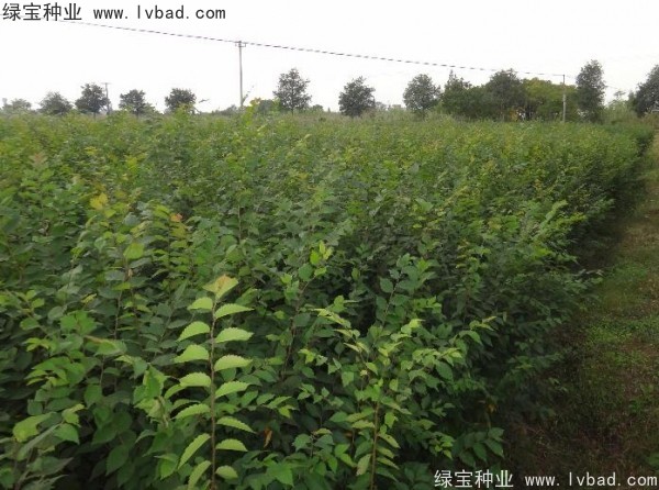 <a href='http://www.zishuwang.com.cn/linmuzhongzi/1844.html' target='_blank'>櫸樹種子</a>