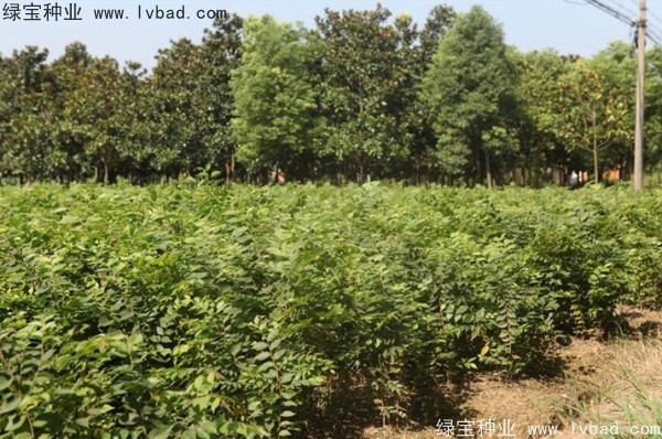 <a href='http://www.zishuwang.com.cn/linmuzhongzi/1844.html' target='_blank'>櫸樹種子</a>