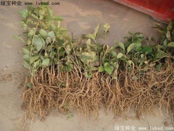 <a href='http://www.zishuwang.com.cn/linmuzhongzi/1846.html' target='_blank'>流蘇種子</a>