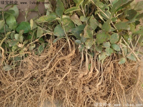 <a href='http://www.zishuwang.com.cn/linmuzhongzi/1846.html' target='_blank'>流蘇</a><a href='http://www.zishuwang.com.cn/' target='_blank'>種子</a>