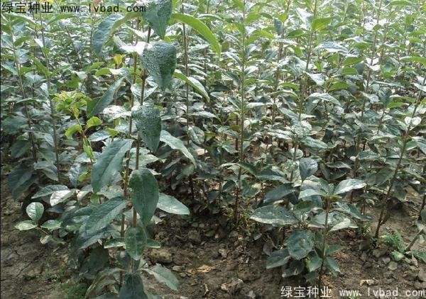 <a href='http://www.zishuwang.com.cn/linmuzhongzi/1846.html' target='_blank'>流蘇種子</a>