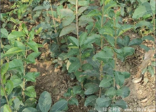 <a href='http://www.zishuwang.com.cn/linmuzhongzi/1846.html' target='_blank'>流蘇種子</a>