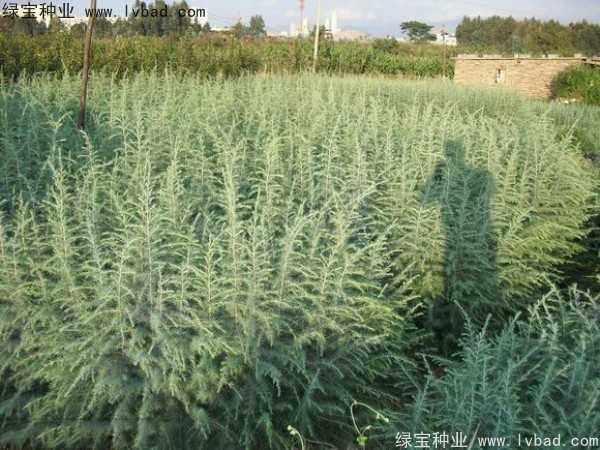 <a href='http://www.zishuwang.com.cn/linmuzhongzi/1853.html' target='_blank'>雪松種子</a>