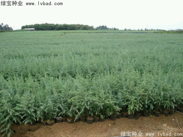 <a href='http://www.zishuwang.com.cn/linmuzhongzi/1853.html' target='_blank'>雪松種子</a>