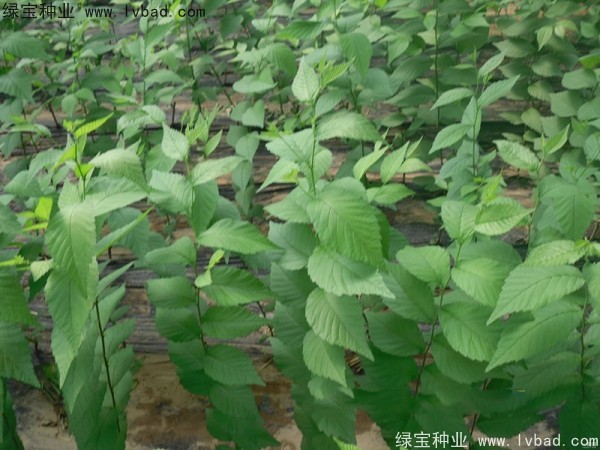 <a href='http://www.zishuwang.com.cn/linmuzhongzi/1854.html' target='_blank'>榆樹種子</a>