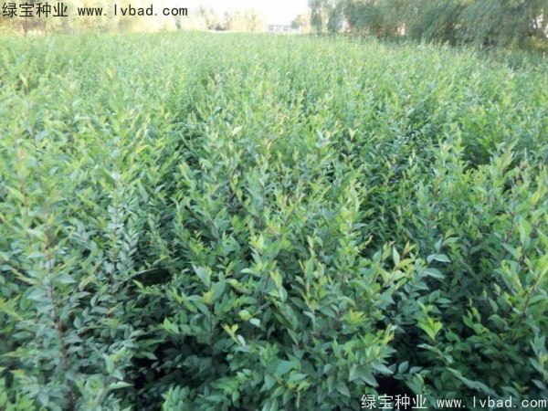 <a href='http://www.zishuwang.com.cn/linmuzhongzi/1854.html' target='_blank'>榆樹種子</a>