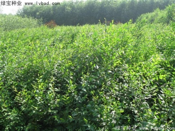 <a href='http://www.zishuwang.com.cn/linmuzhongzi/1854.html' target='_blank'>榆樹種子</a>