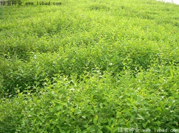 榆樹<a href='http://www.zishuwang.com.cn/' target='_blank'>種子</a>