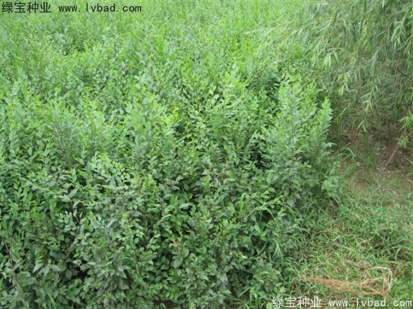 <a href='http://www.zishuwang.com.cn/linmuzhongzi/1854.html' target='_blank'>榆樹</a><a href='http://www.zishuwang.com.cn/' target='_blank'>種子</a>
