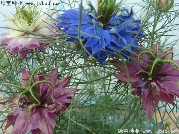 <a href='http://www.zishuwang.com.cn/caohuazhongzi/1026.html' target='_blank'>波斯寶石</a>