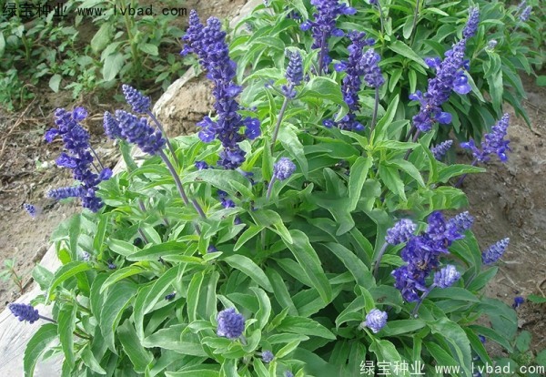 <a href='http://www.zishuwang.com.cn/caohuazhongzi/1044.html' target='_blank'>芳香鼠尾草種子</a>