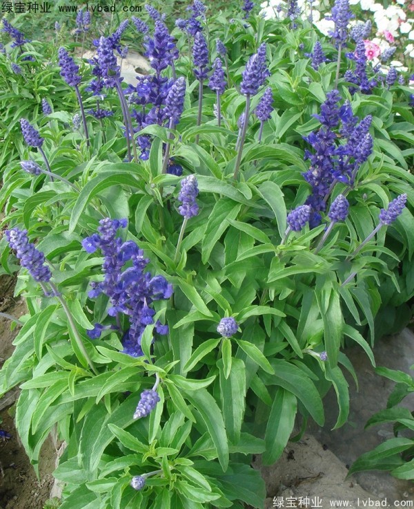 <a href='http://www.zishuwang.com.cn/caohuazhongzi/1044.html' target='_blank'>芳香鼠尾草</a>種子