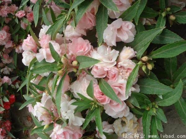 <a href='http://www.zishuwang.com.cn/caohuazhongzi/1655.html' target='_blank'>指甲花</a>種子