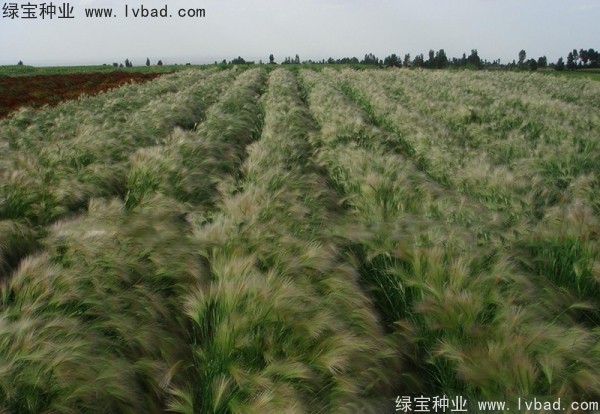 <a href='http://www.zishuwang.com.cn/caohuazhongzi/1055.html' target='_blank'>狗尾草種子</a>