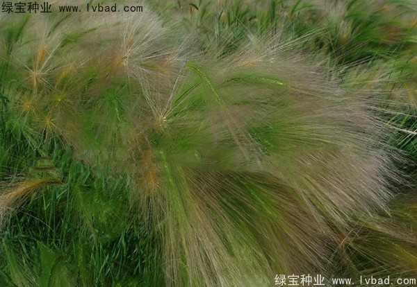 <a href='http://www.zishuwang.com.cn/caohuazhongzi/1055.html' target='_blank'>狗尾草</a><a href='http://www.zishuwang.com.cn/' target='_blank'>種子</a>