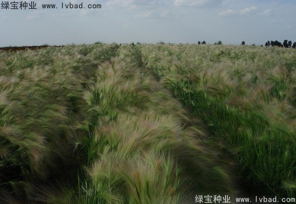 <a href='http://www.zishuwang.com.cn/caohuazhongzi/1055.html' target='_blank'>狗尾草種子</a>