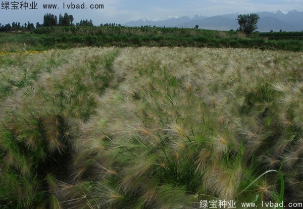 <a href='http://www.zishuwang.com.cn/caohuazhongzi/1055.html' target='_blank'>狗尾草</a><a href='http://www.zishuwang.com.cn/' target='_blank'>種子</a>