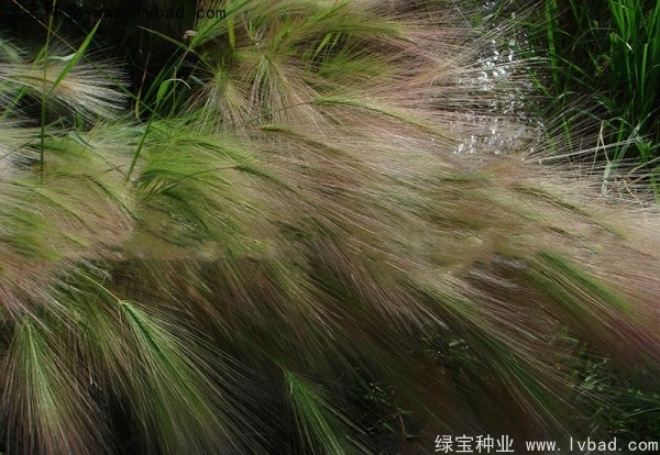 <a href='http://www.zishuwang.com.cn/caohuazhongzi/1055.html' target='_blank'>狗尾草種子</a>