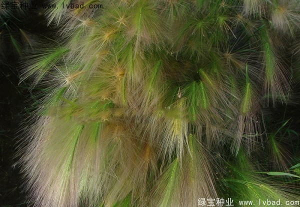 狗尾草<a href='http://www.zishuwang.com.cn/' target='_blank'>種子</a>