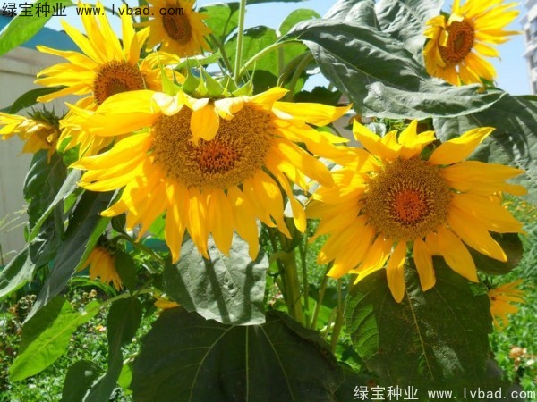 <a href='http://www.zishuwang.com.cn/caohuazhongzi/1057.html' target='_blank'>觀賞向日葵種子</a>