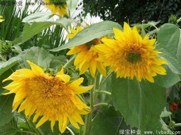 觀賞<a href='http://www.zishuwang.com.cn/caohuazhongzi/97271.html' target='_blank'>向日葵種子</a>